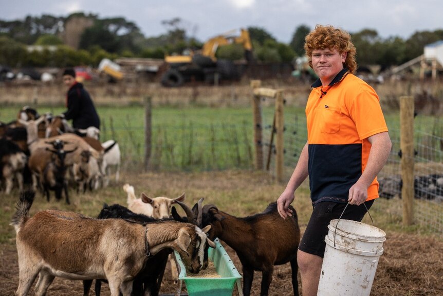 A student in a bright orange shirt feeds a herd of goats 