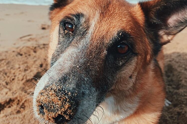 A dog at the beach looking at the camera