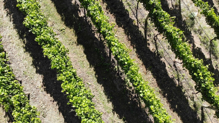 Aerial photo of green grape vines