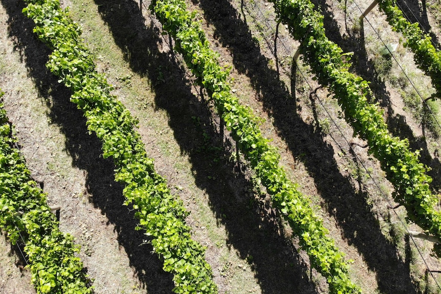 Aerial photo of green grape vines