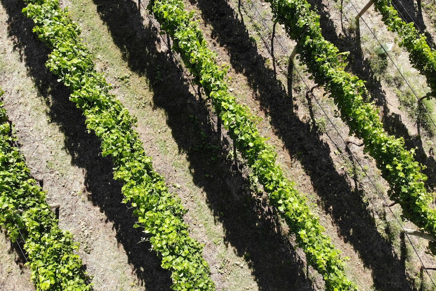 Aerial photo of green grape vines.