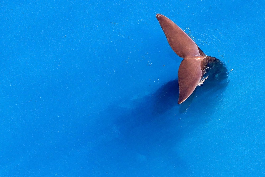 A right whale dives into the ocean, with its tail sticking out of the water.