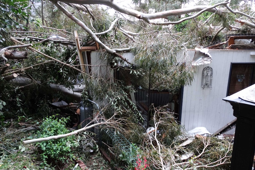 A fallen tree on top of a house in Millgrove, Victoria.