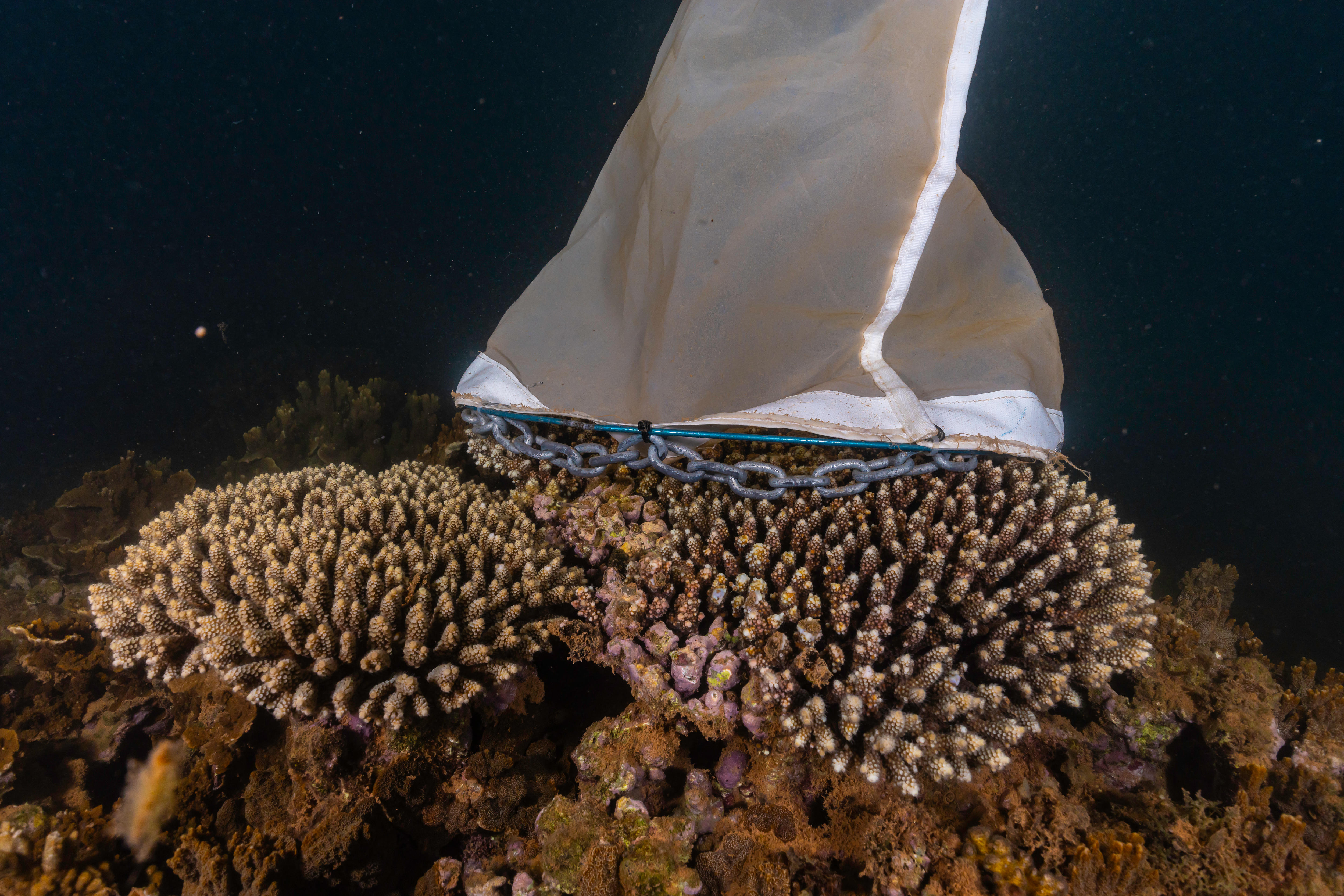 Spawn cones deployed in the Bundegi Reef to collect baby corals in a bid to restore bleached corals in Ningaloo Reef.