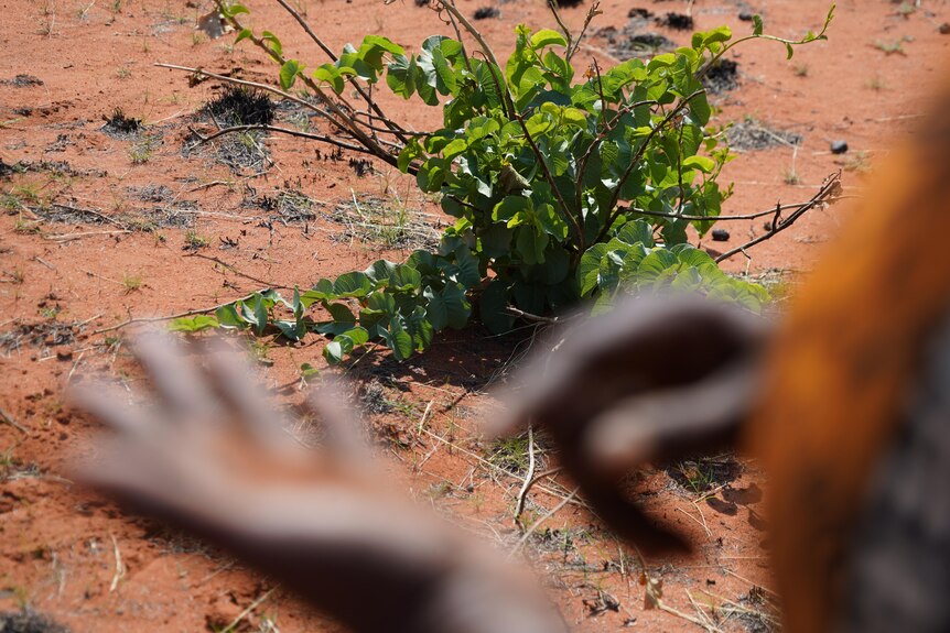 Two hands are blurred in the foreground of a shot of a green plant growing in red dirt