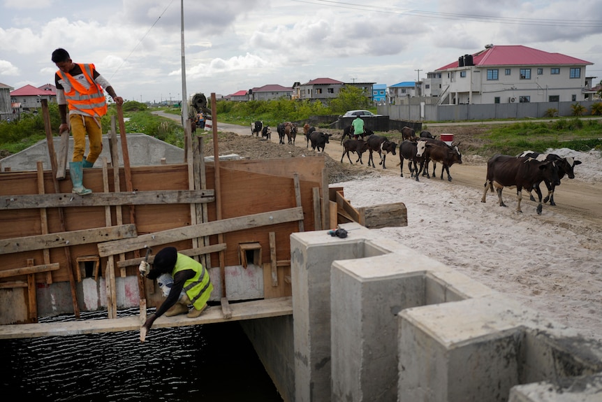 Person standing on a construction site, cows walking on a dirt road in the background. 