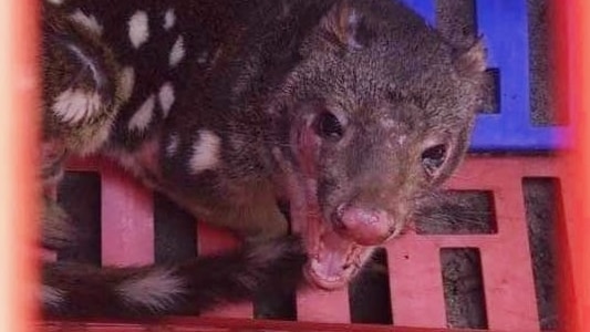 A brown quoll sits in a red and blue crate