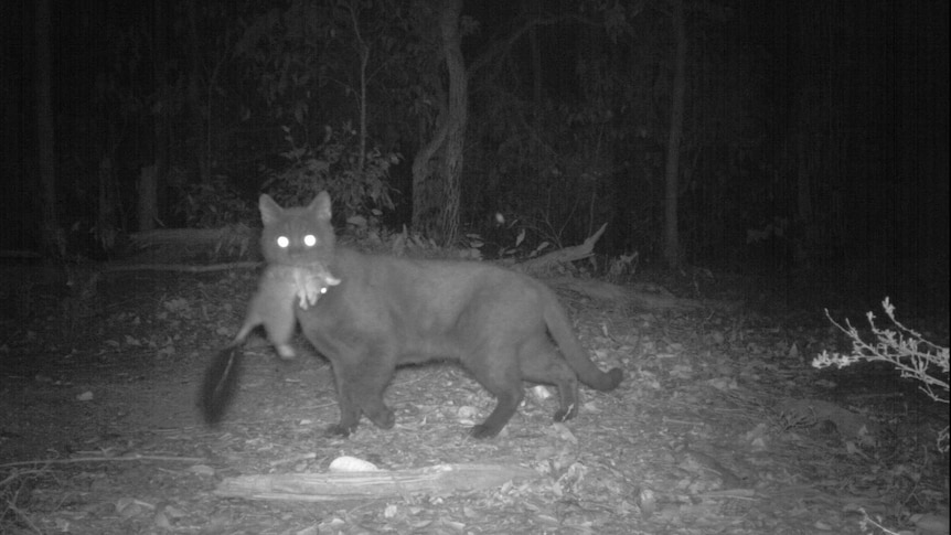 Feral cat catching native animals at night