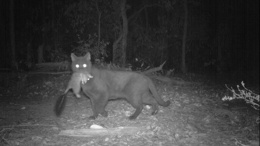 Feral cat caught on camera with a vulnerable native species in its mouth, phascogale.