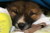 A headshot of a dingo puppy looking out from under a blanket.