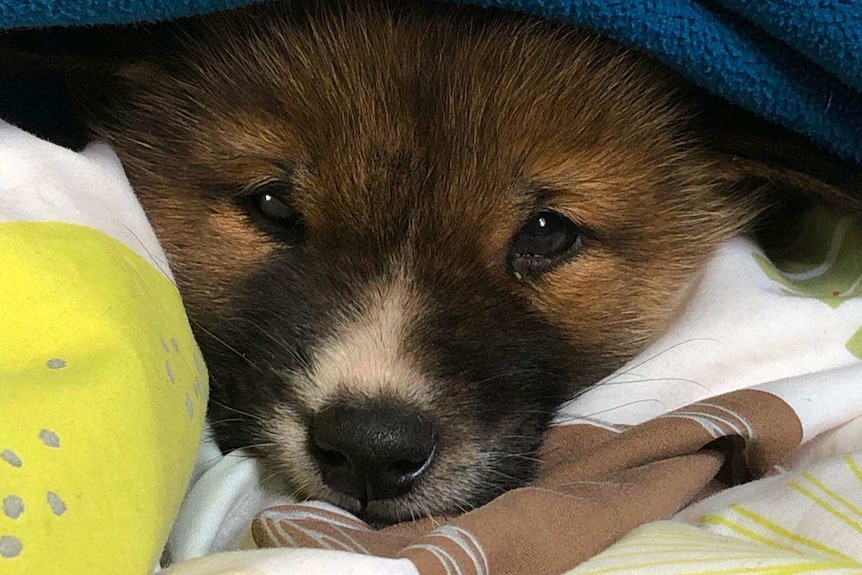 A headshot of a dingo puppy looking out from under a blanket.