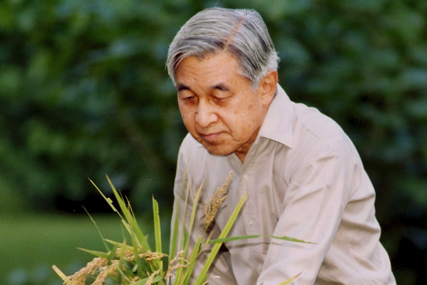 Japanese Emperor Akihito knells in a garden and holds a bunch of rice grown in a paddy nearby
