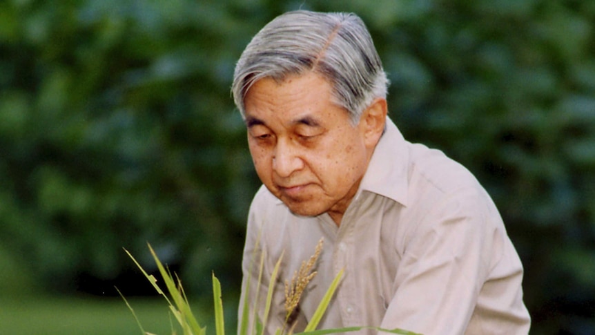 Japanese Emperor Akihito knells in a garden and holds a bunch of rice grown in a paddy nearby