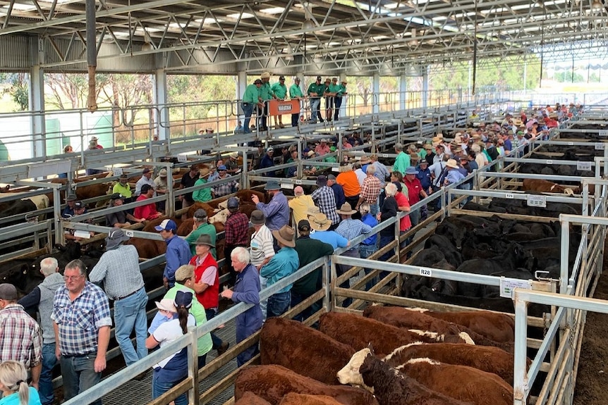 people crowded in between pens at a cattle sale indoors