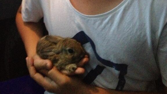 15-year-old Liam Roelandts catches a feral rabbit at Somerset Dam, north-west of Brisbane, in March 2014