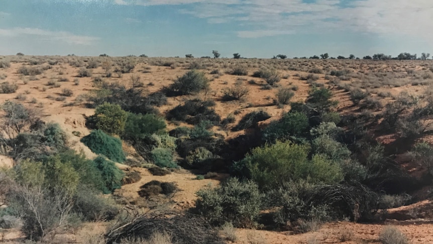 A depression with vibrant green shrubs surrounded by sand and grey shrubs.