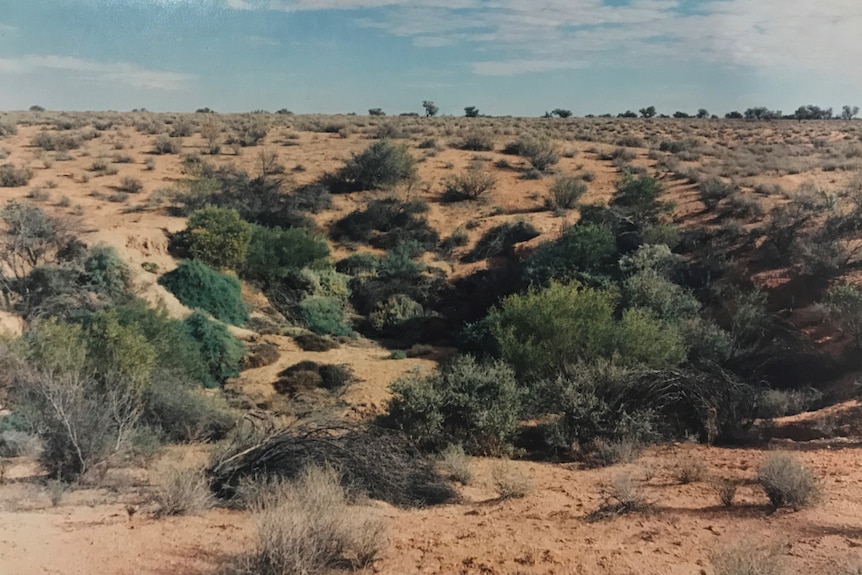A depression with vibrant green shrubs surrounded by sand and grey shrubs.