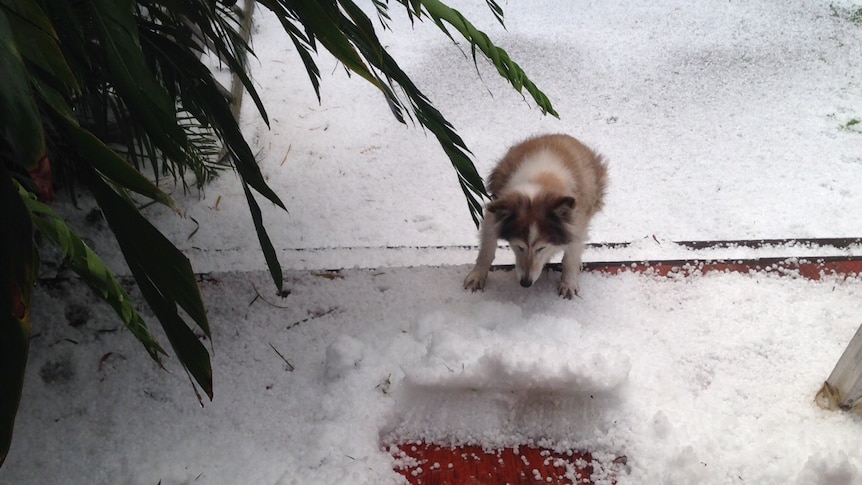 A dog plays in the hail a Newton home in Sydney's inner west on April 25, 2015.