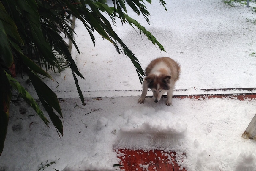 A dog plays in the hail a Newton home in Sydney's inner west on April 25, 2015.