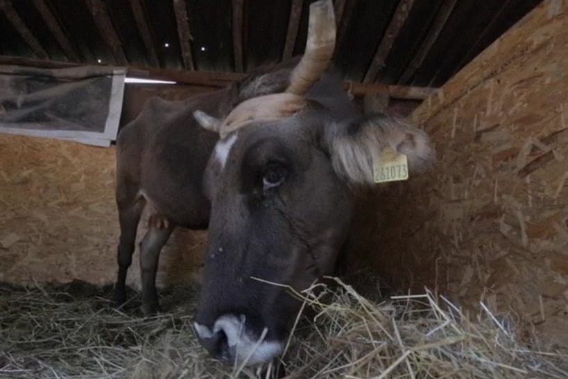 Penka the cow in its barn eating hay
