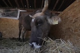Penka the cow in its barn eating hay