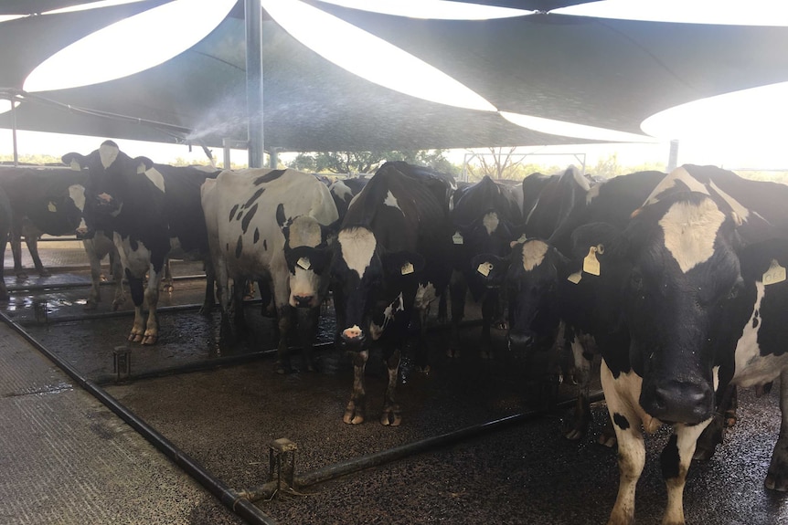 Holsteins go at Dubbo dairy
