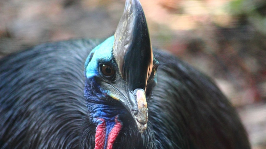 A cassowary looks at the camera.