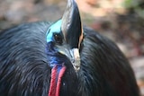A black, blue and red cassowary looks at the camera.