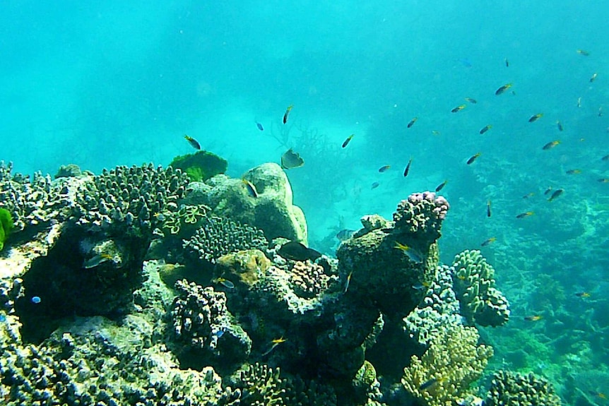 Fish swimming among coral at Opal Reef on the outer Great Barrier Reef off Port Douglas