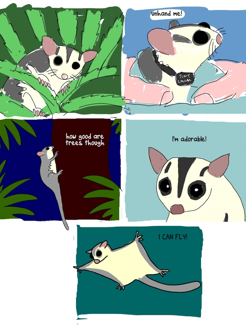 A cartoon of sugar gliders