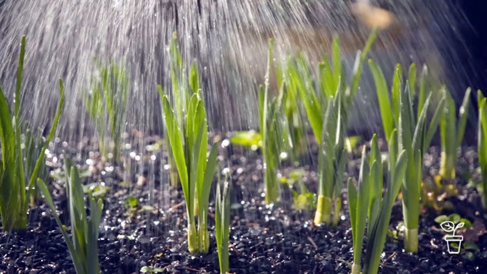 Water falling on bulb plants