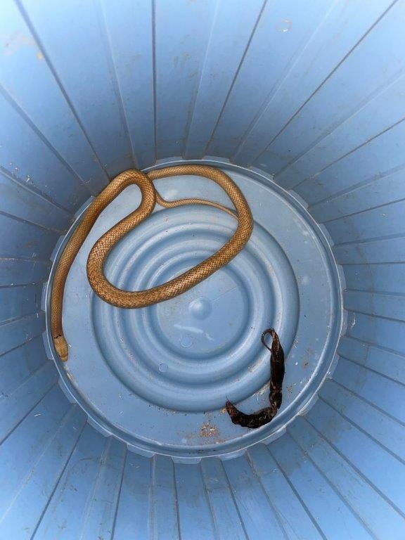 blue rubbish bin with a sandy coloured snake with a two brown lifeless mice