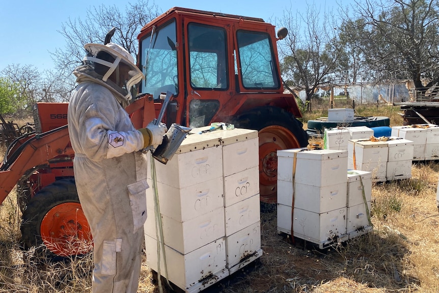 A man in a white beekeeping suit opening a bee smoking device with a red tractor behind.