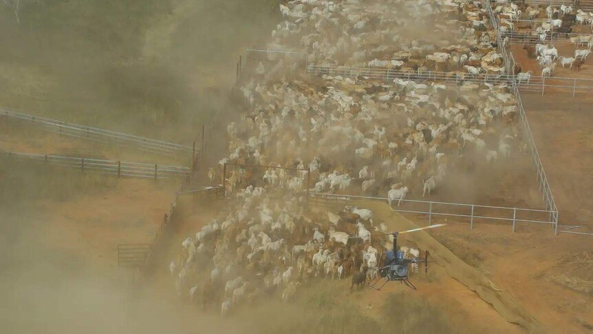 Cattle mustered into yards by helicopter with lots of dust.