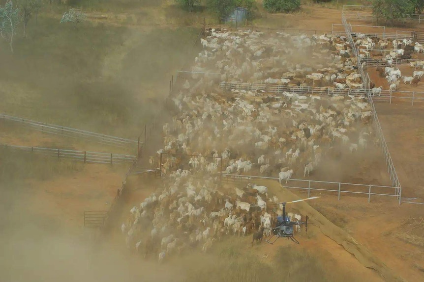 Cattle mustered into yards by helicopter with lots of dust.
