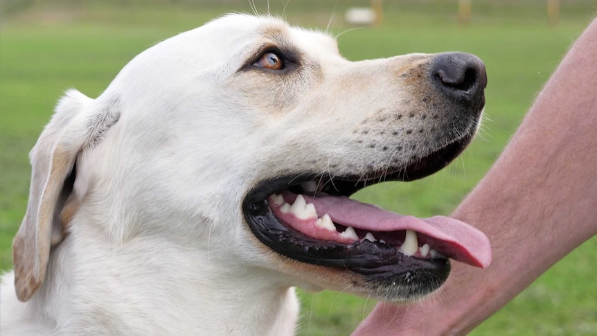 A close up portrait of a yellow labrador against a green oval.