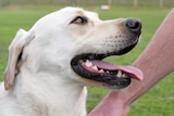 A close up portrait of a yellow labrador against a green oval.