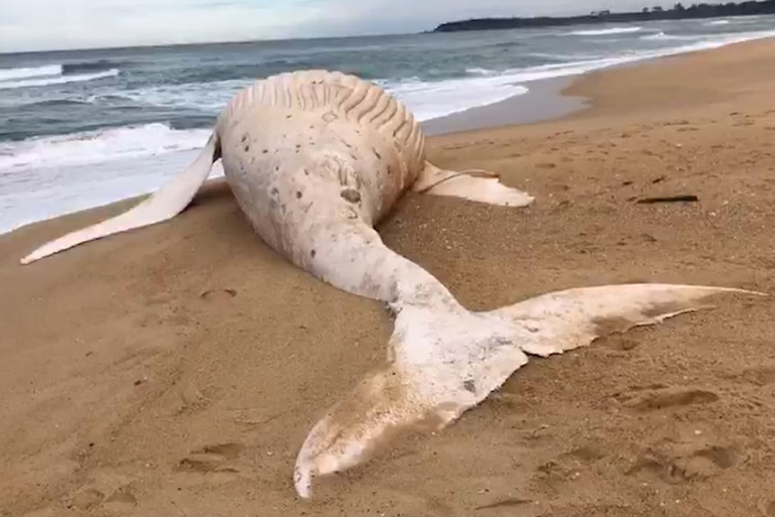 White whale washes up on Mallacoota beach