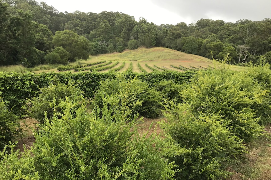 Rows of green finger lime trees.