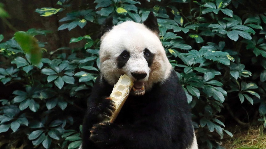A giant panda sits down, chewing on a large piece of bamboo.