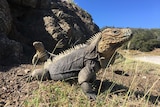 Two iguanas on a mix of gravel and sparse grass near a big rock and a road