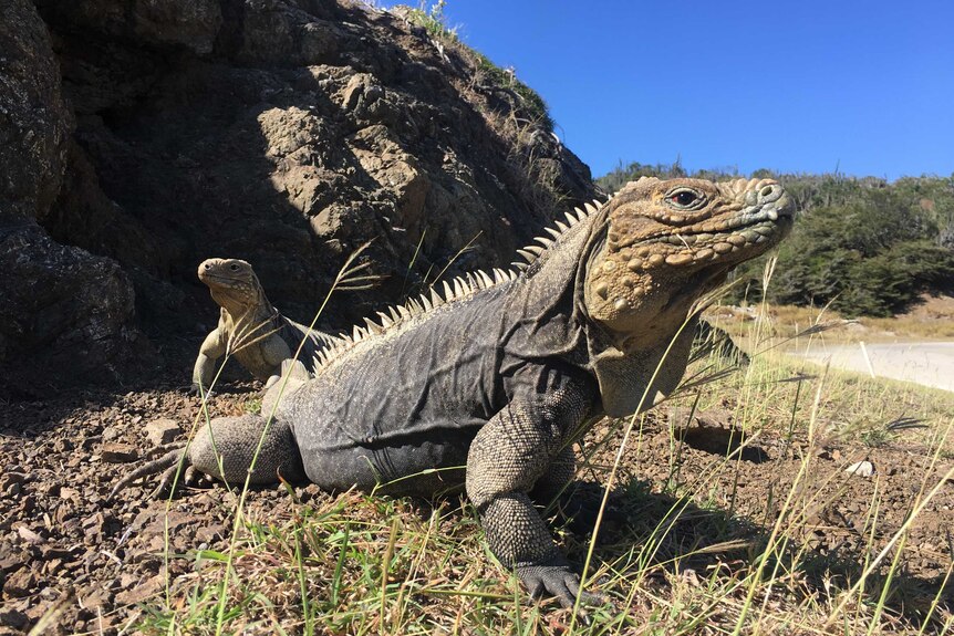 Two iguanas on a mix of gravel and sparse grass near a big rock and a road