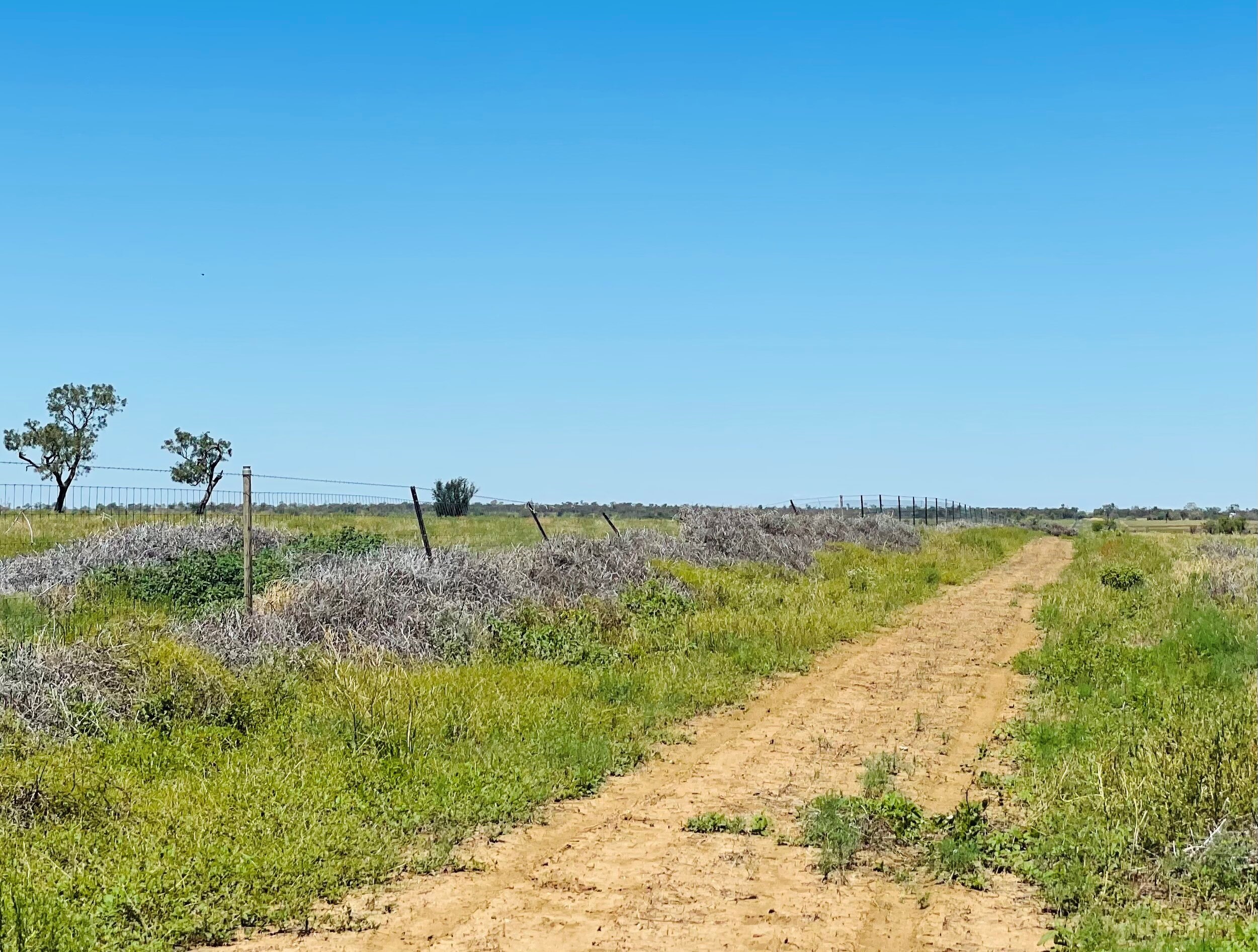 A fence line in western Queensland bows under the weight of piles of dead roly-poly bush.