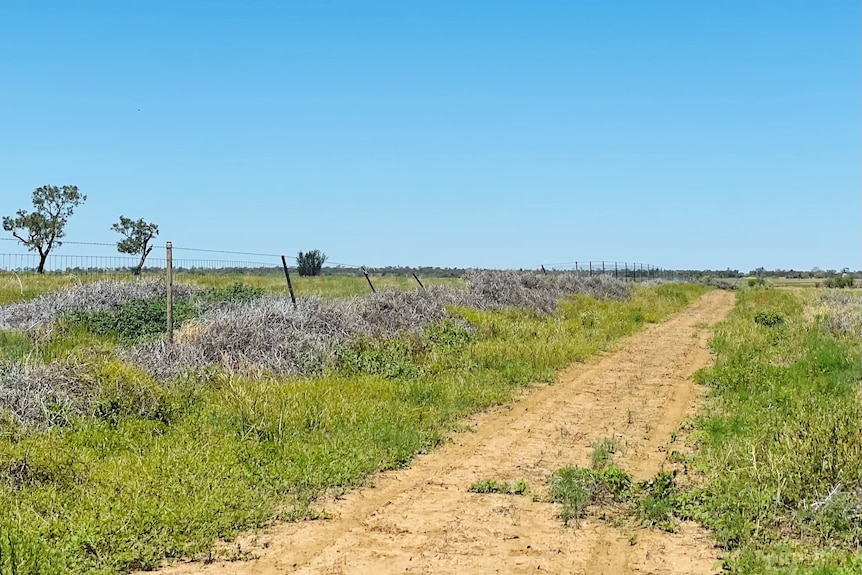 A fence line in western Queensland bows under the weight of piles of dead roly-poly bush.