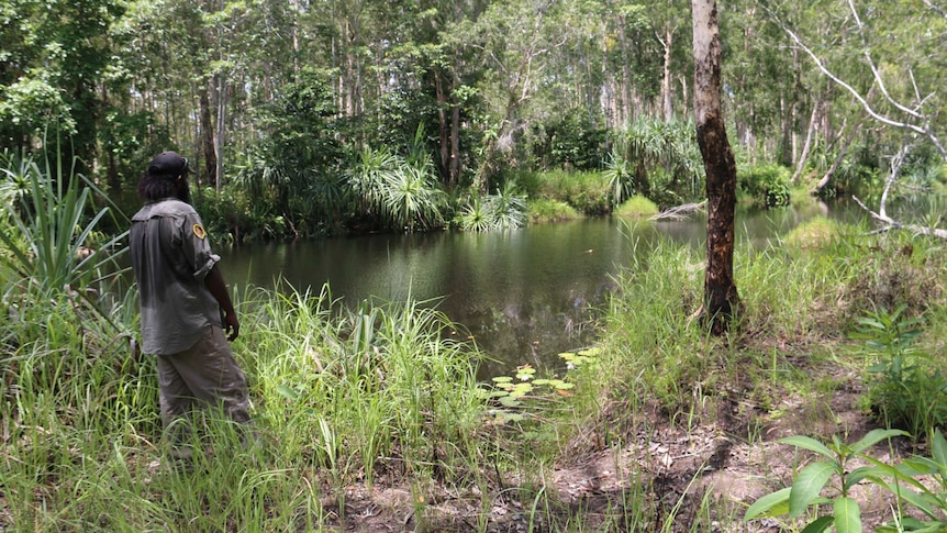 A park ranger standing next to the creek inMarrithiyel where Lena Pangquee was attacked by a crocodile