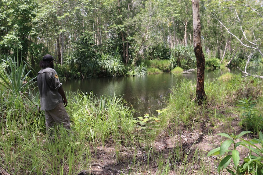 A park ranger standing next to the creek inMarrithiyel where Lena Pangquee was attacked by a crocodile