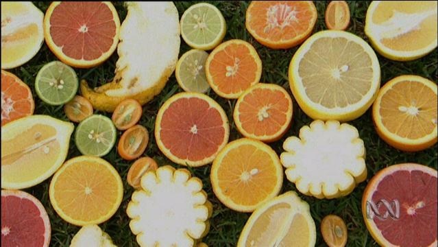 Citrus fruits cut in halves
