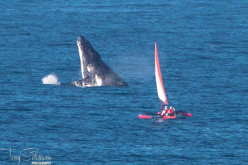 Whale watchers witness a huge whale jumping out of the water.