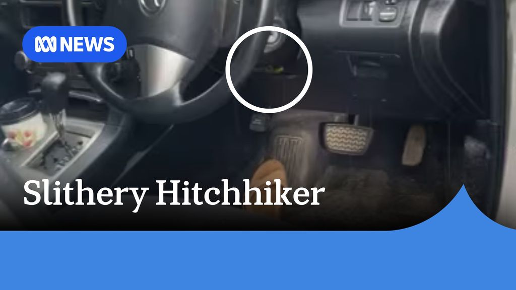 Slithery Hitchhiker: A snake's head with a white circle around it underneath a car's steering wheel.