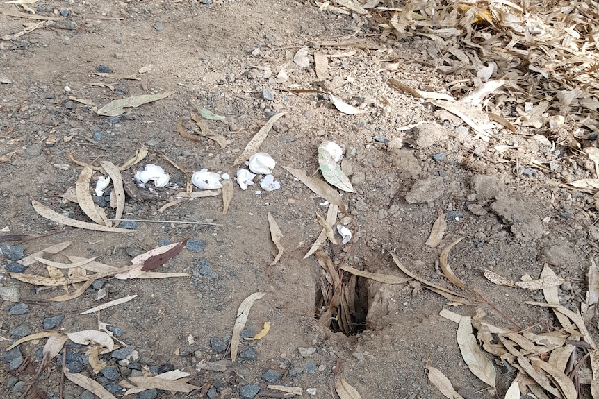 Egg shells are scattered on the ground around a hole in the dirt